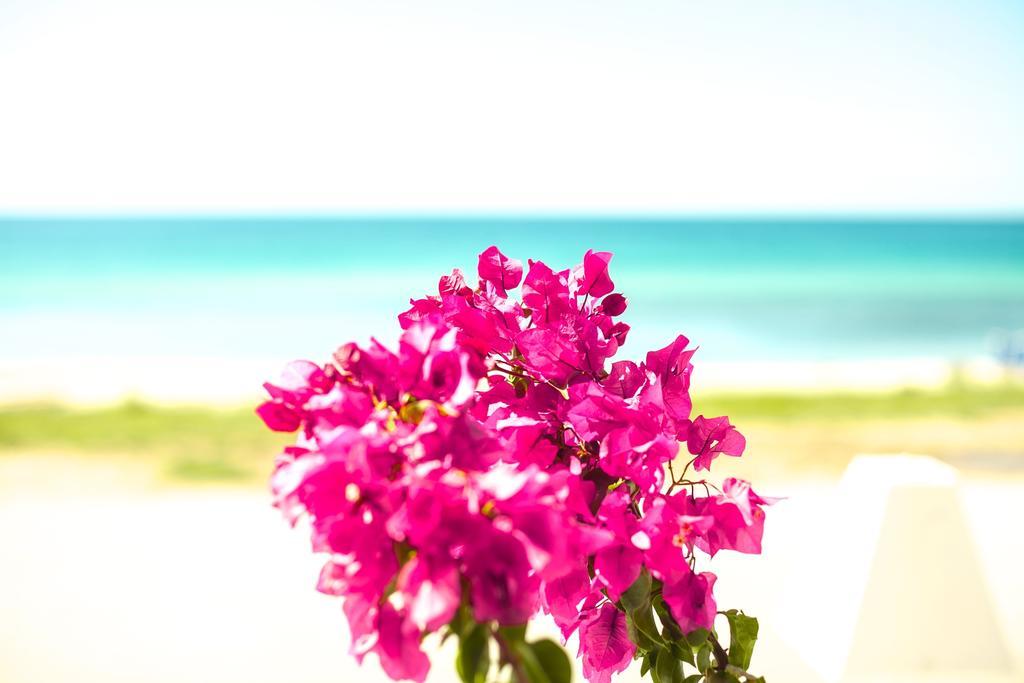 Bouganvillia Homes Nikiti  Buitenkant foto
